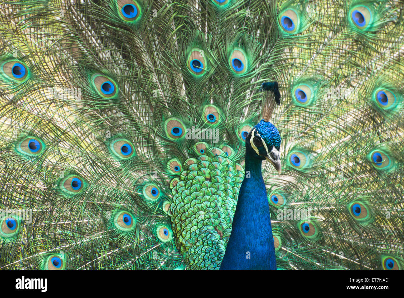 Closeup portrait of beautiful peacock Stock Photo - Alamy
