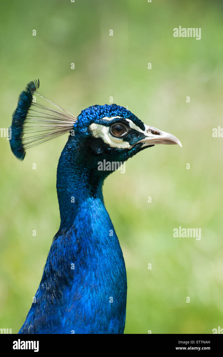Closeup portrait of beautiful peacock Stock Photo - Alamy