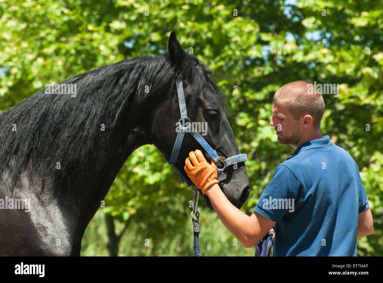 Horse trainer hires stock photography and images Alamy