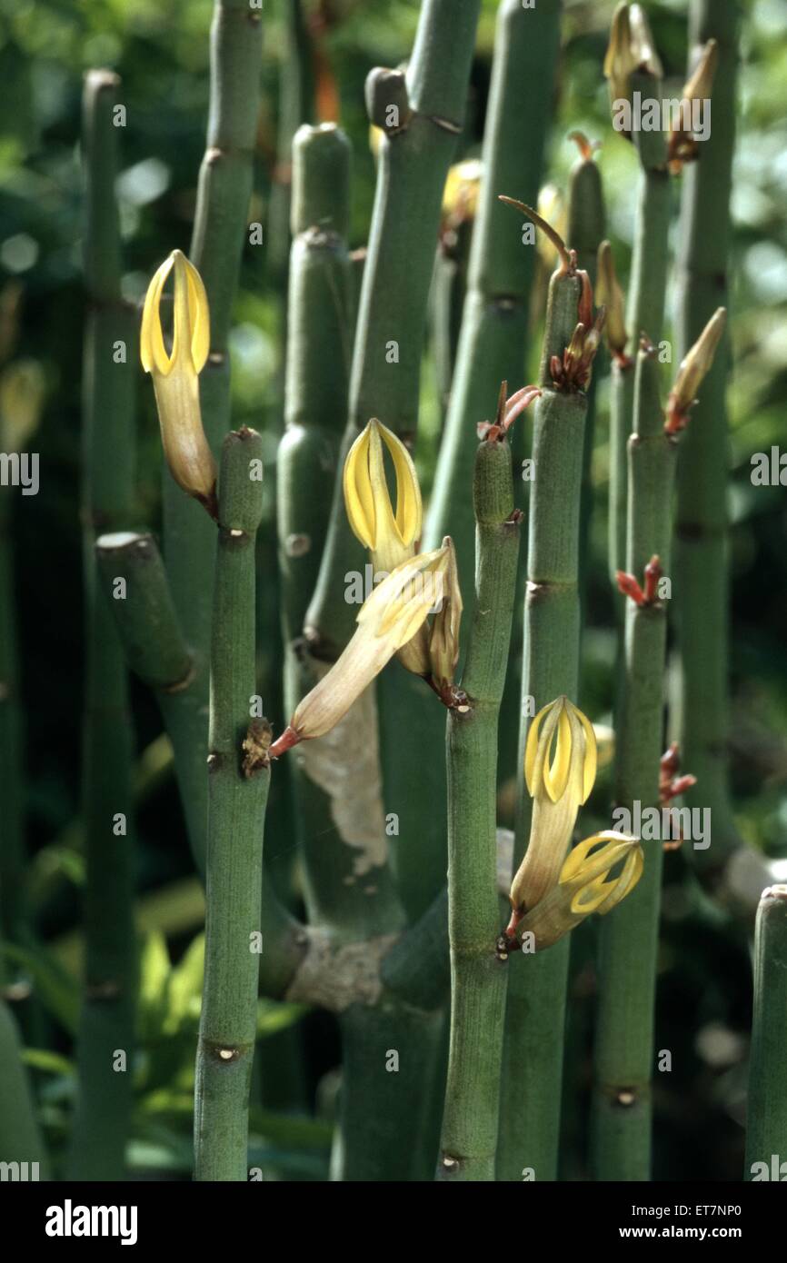 Leuchterblume, Leuchter-Blume, Gelbbluetige Fensterpflanze (Ceropegia dichotoma), bluehende Pflanze, Kanaren, Teneriffa | needle Stock Photo