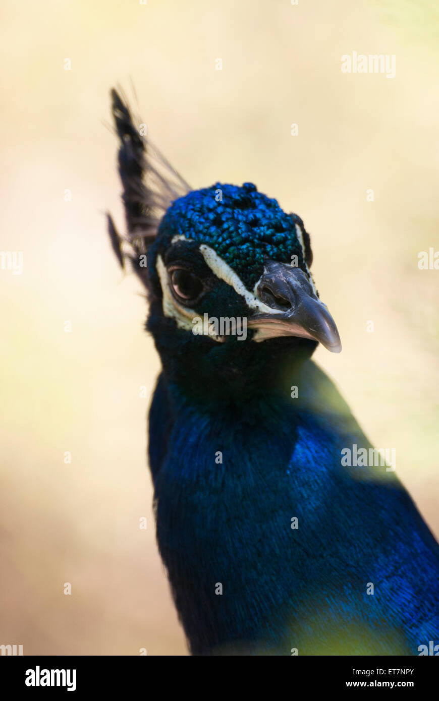 Closeup portrait of beautiful peacock Stock Photo - Alamy