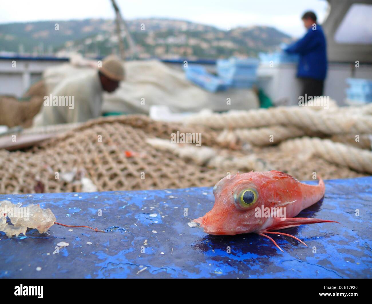 Roter Knurrhahn, Seeschwalbenfisch (Trigla lucerna, Chelidonichthys lucerna), Fischer saeubern Fang auf Fischerboot in Hafen, Ba Stock Photo
