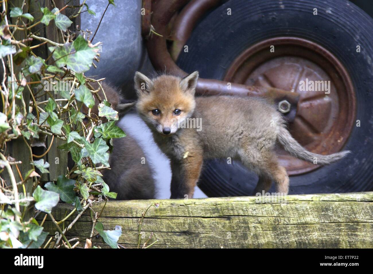 Rotfuchs, RotFuchs (Vulpes vulpes), Fuchswelpe im Garten, Deutschland