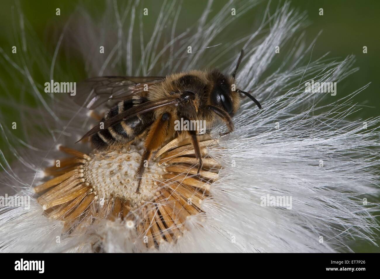 Gelbfuessige Sandbiene, Gemeine Sandbiene (Andrena flavipes), sitzt auf einem fruchtenden Korbbluetler, Deutschland | Yellow-leg Stock Photo