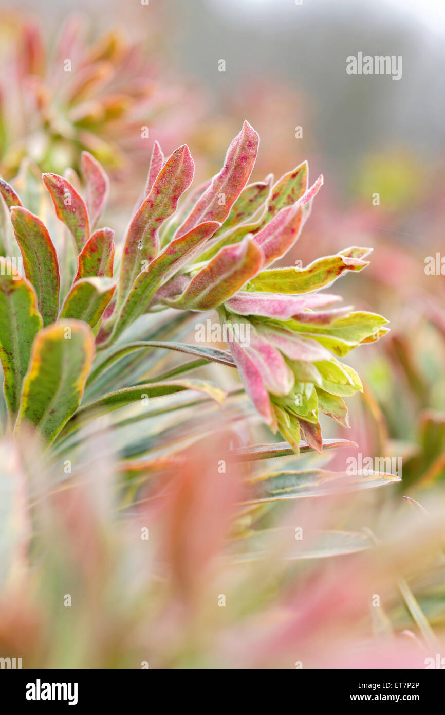 Euphorbia Martinii 'Ascot Rainbow' Stock Photo