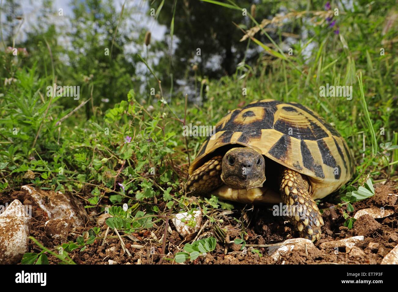 Griechische Landschildkroete, Dalmatische Landschildkroete (Testudo ...