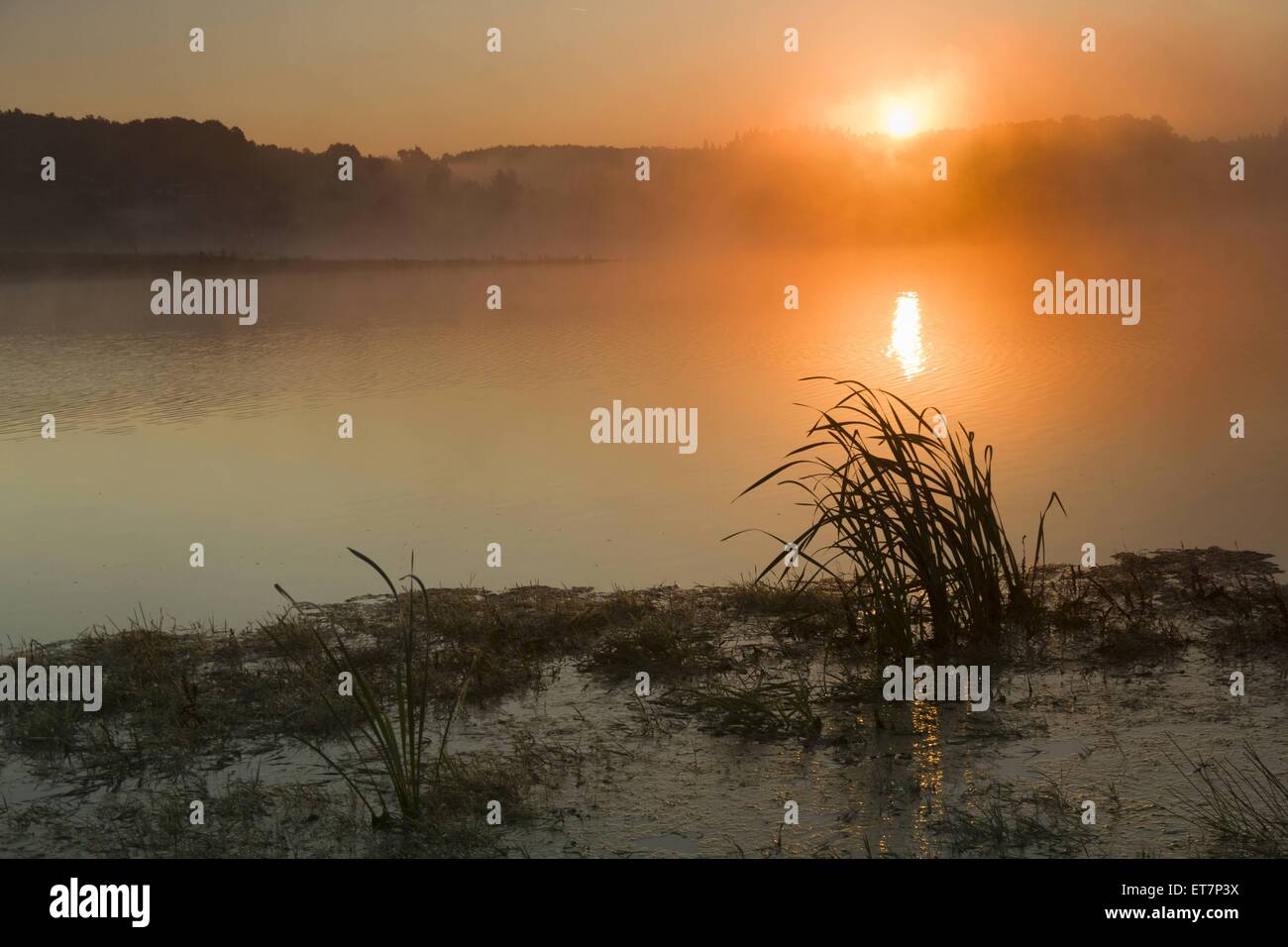 herbstlicher Sonnenaufgang im Morgennebel ueber dem Wasser der Talsperre Poehl, Deutschland, Sachsen, Vogtland | autum fog over  Stock Photo