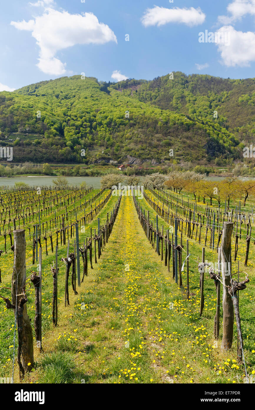 Vineyards in spring, Oberarnsdorf, Wachau, Lower Austria, Austria Stock Photo