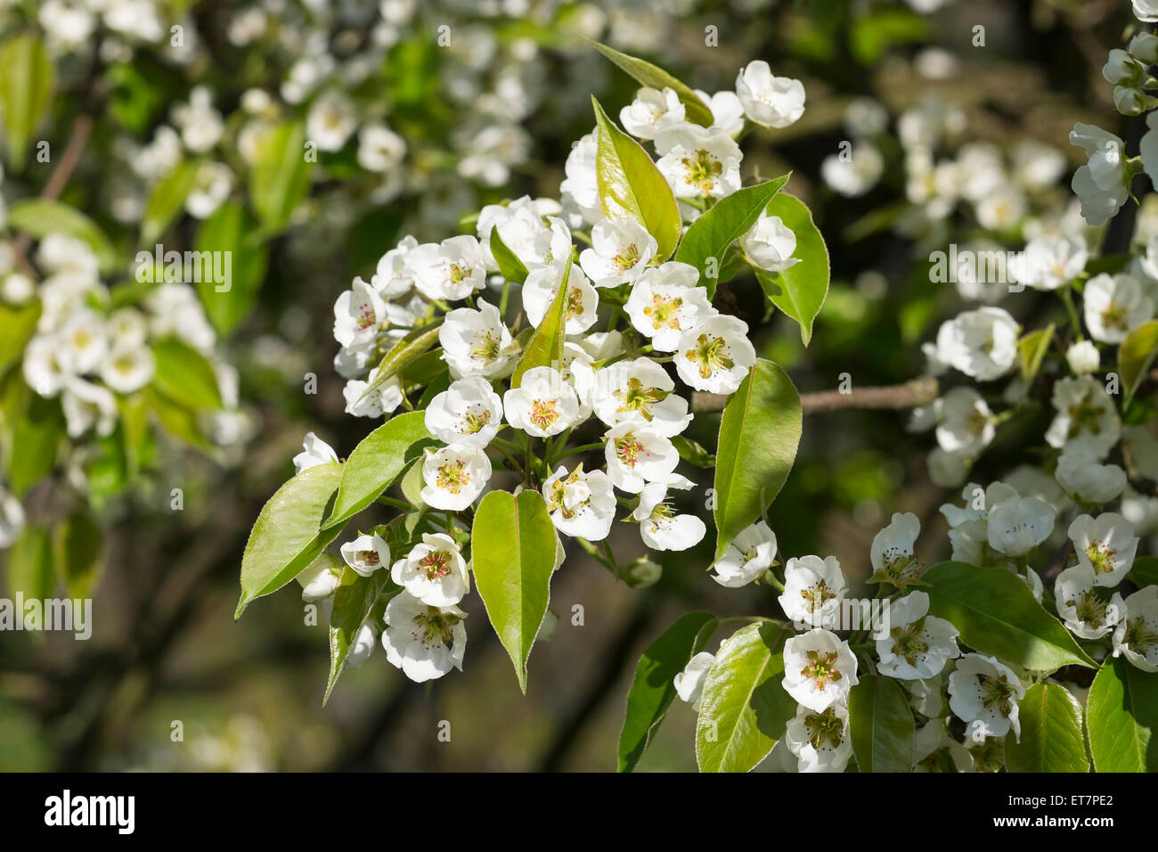 Flowering European pear tree (Pyrus communis), Wachau, Lower Austria, Austria Stock Photo
