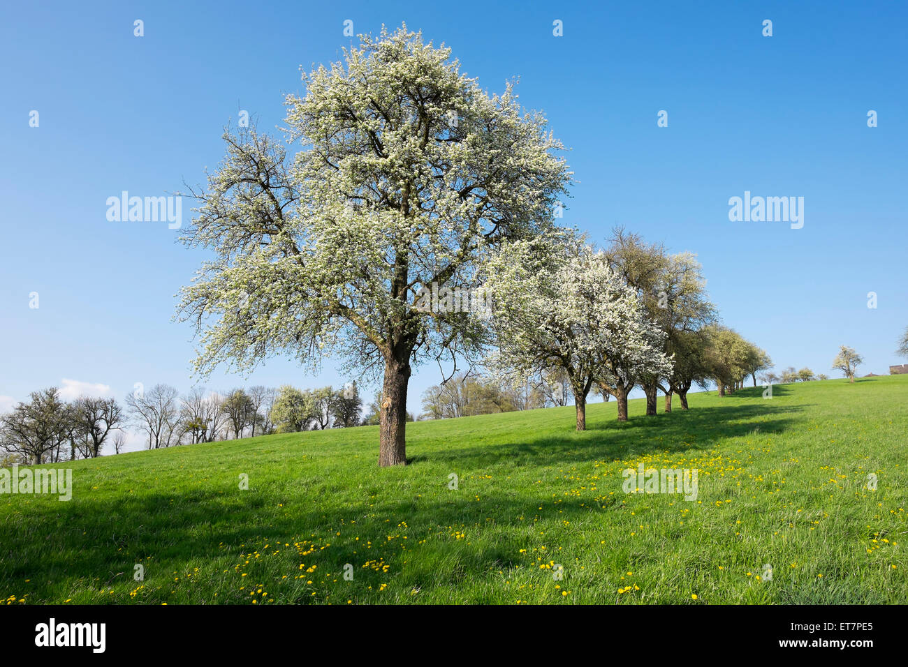 Flowering European pear trees (Pyrus communis), Euratsfeld, Mostviertel, Lower Austria, Austria Stock Photo