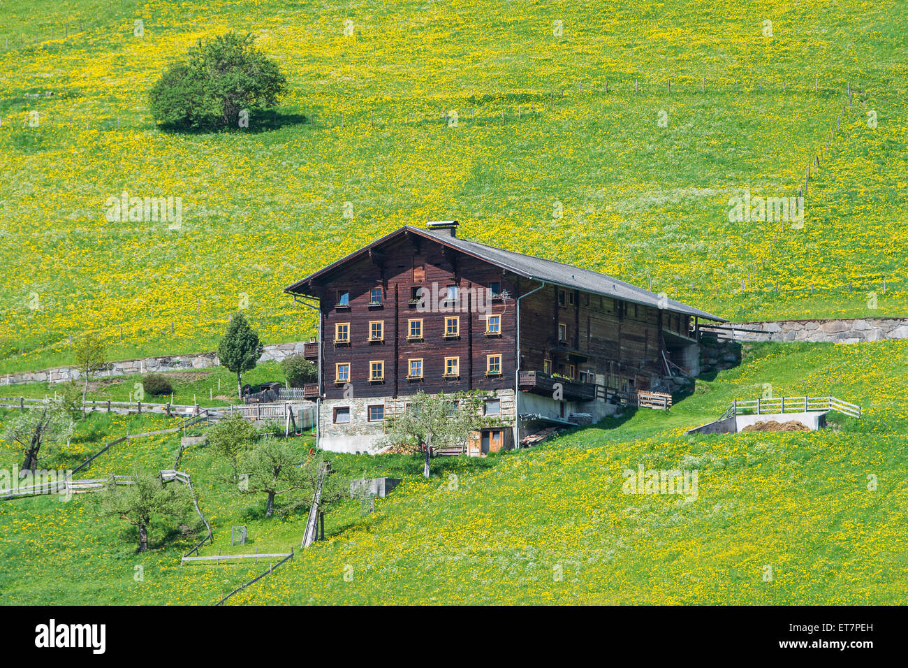 Farmhouse and spring meadow, near Prägraten am Großvenediger, Virgental valley, East Tyrol, Austria Stock Photo