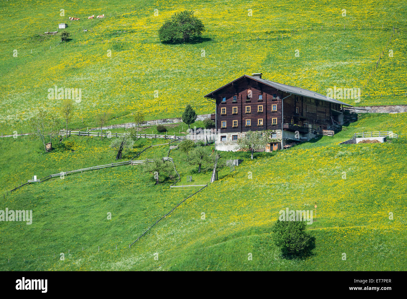 Farmhouse and spring meadow, near Prägraten am Großvenediger, Virgental valley, East Tyrol, Austria Stock Photo