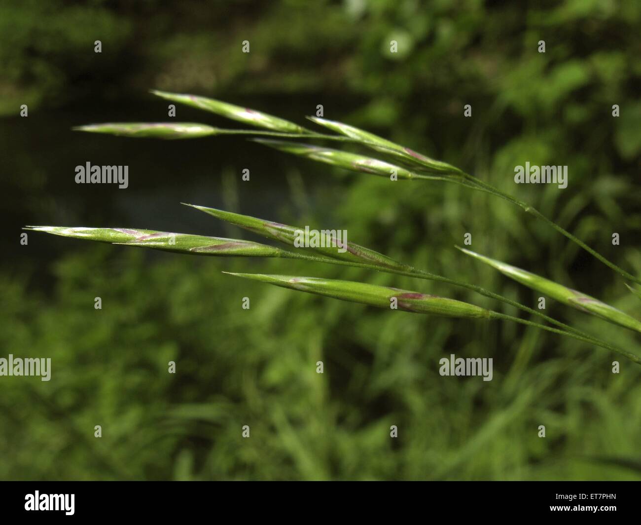 Wehrlose Trespe, Unbegrannte Trespe (Bromus inermis), bluehend, Deutschland, Thueringen | hungarian brome, smooth brome grass (B Stock Photo