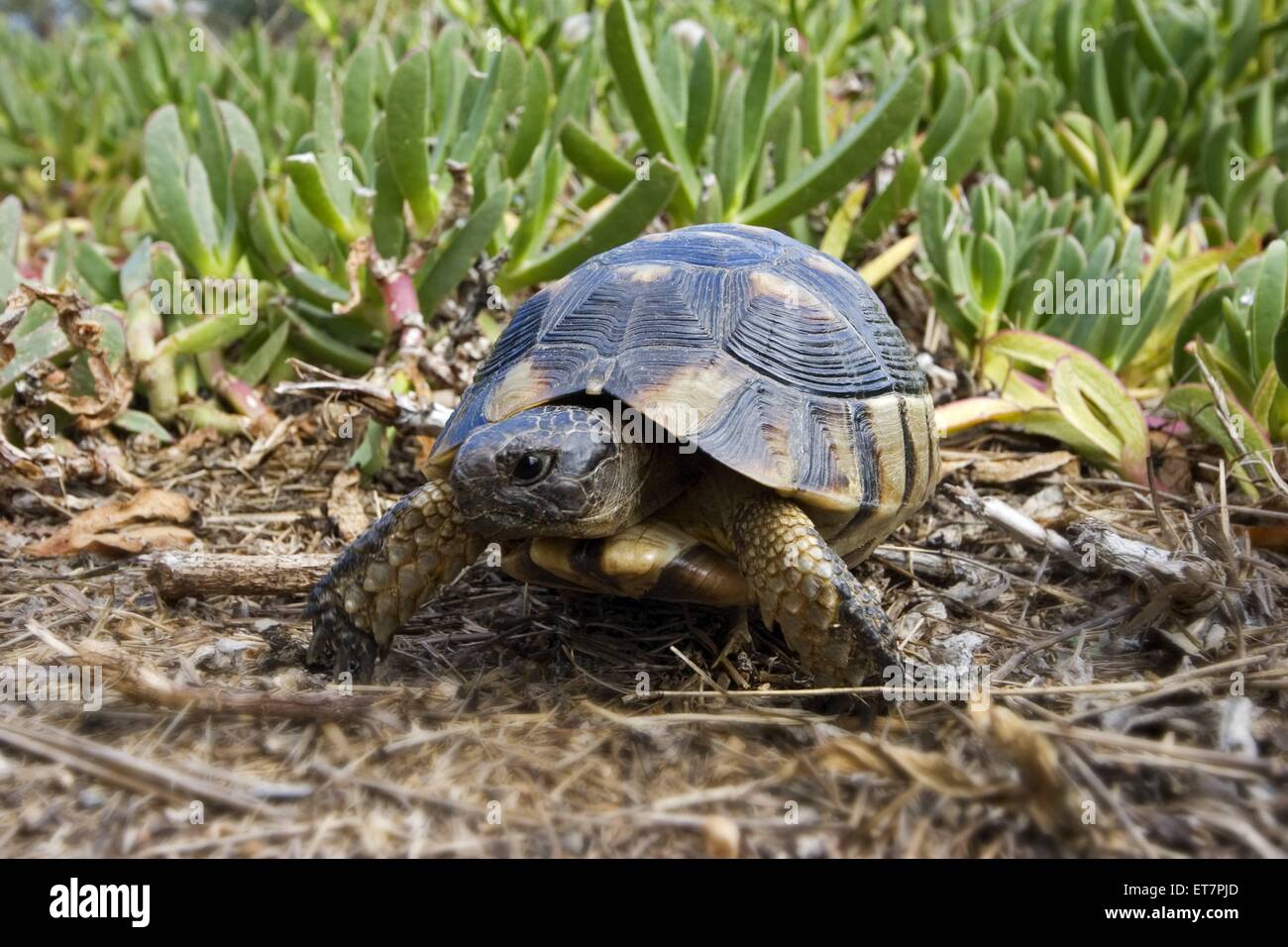 Maurische Landschildkroete (Testudo graeca), laufend, Italien, Sardinien | spur-thighed tortoise, Mediterranean spur-thighed tor Stock Photo