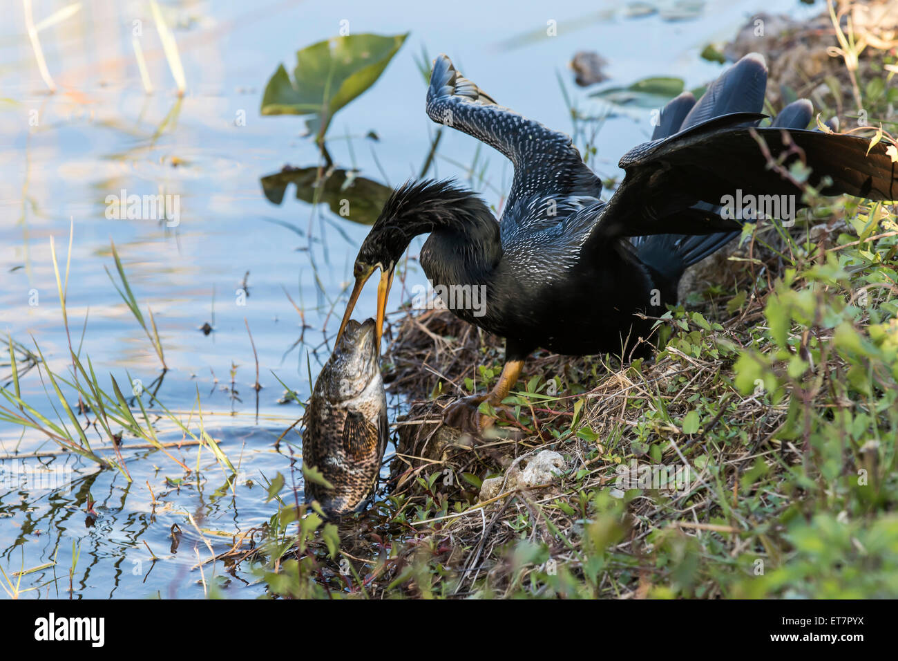 Anhinga (Anhinga anhinga), struggling with too much fish, Florida, Everglades, USA Stock Photo