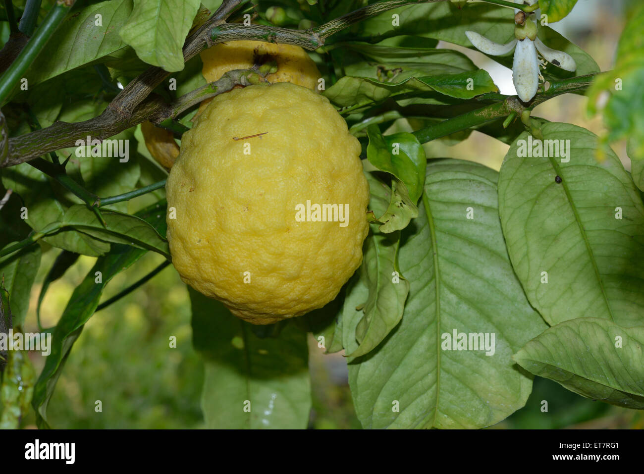 Citron Fuit on bush - Citrus medica Oniginally from China Stock Photo