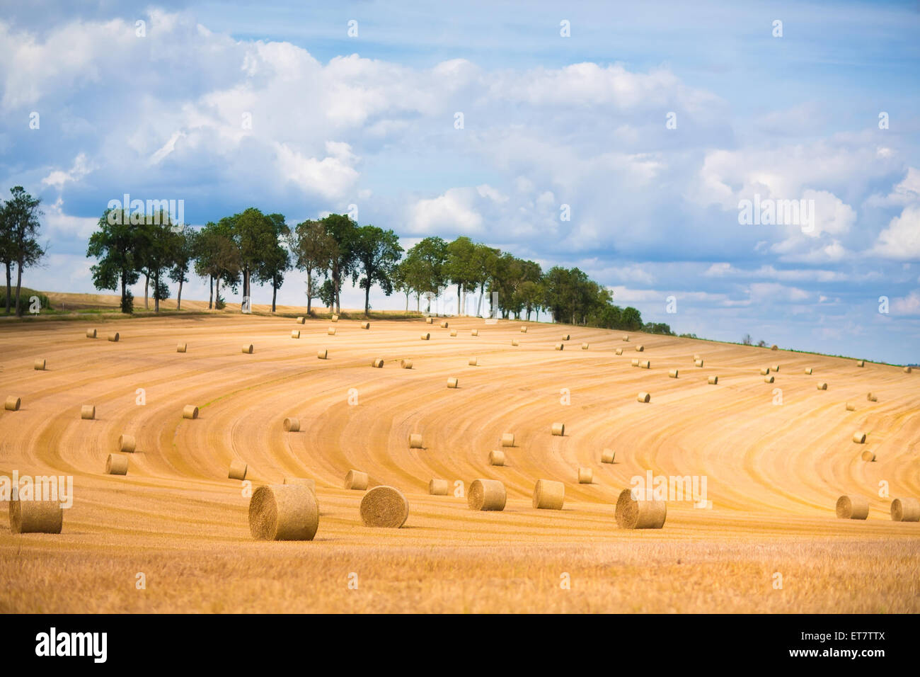 Field with golden hay bales during autumn harvest time in France ...