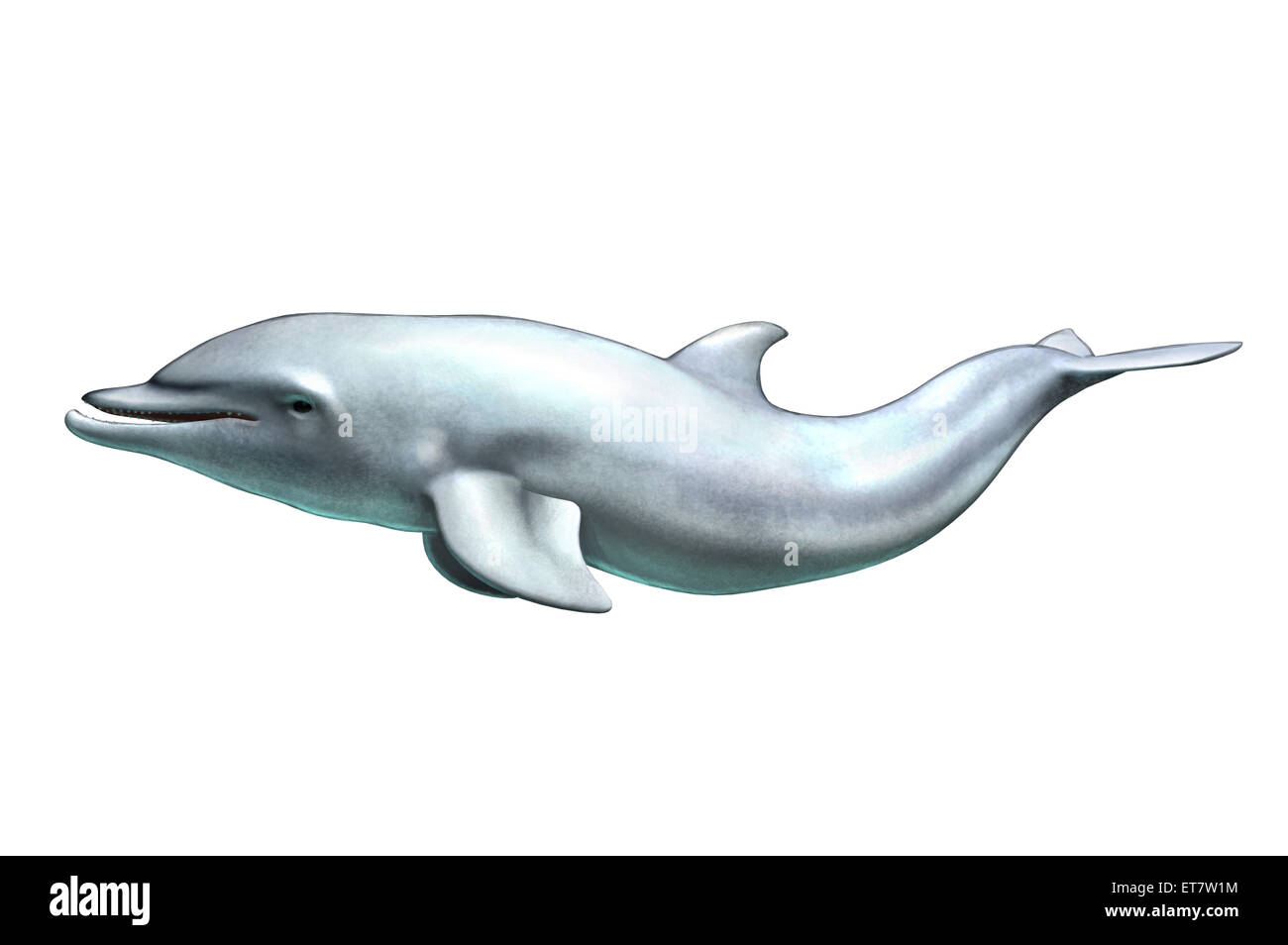 Dolphin, Illustration Technique, Stock Photo