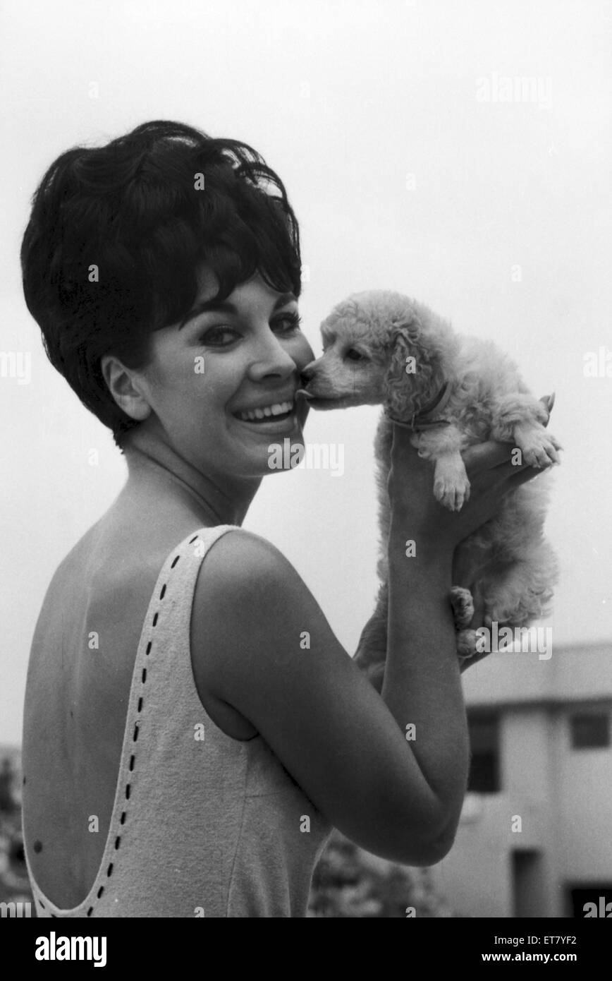 Diane Westbury, 21 from Cheshire, Heat Winner, Miss Great Britain Competition, Morecambe, 18th August 1965. Pictured with surprise gift of a poodle. Stock Photo