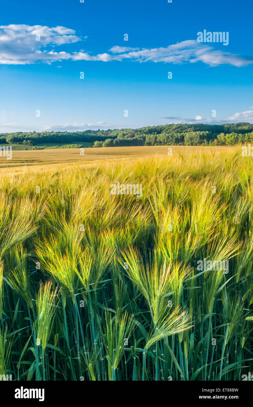 Ripe Winter Barley - France Stock Photo - Alamy