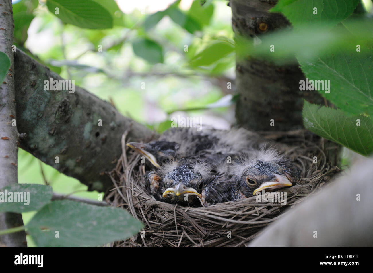 Two day old Baby Robins Stock Photo Alamy