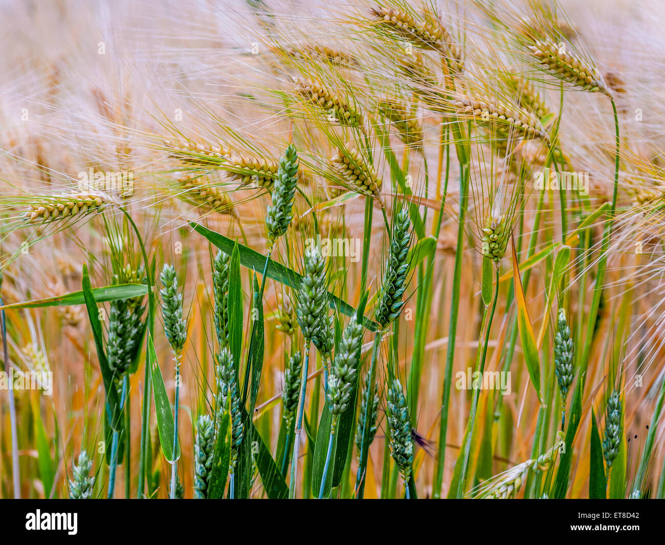 Ripe Winter Barley - France Stock Photo - Alamy