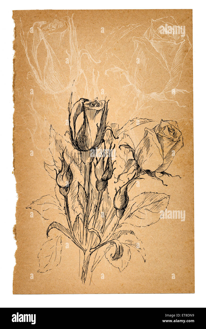 Flower sketch on old paper sheet Stock Photo