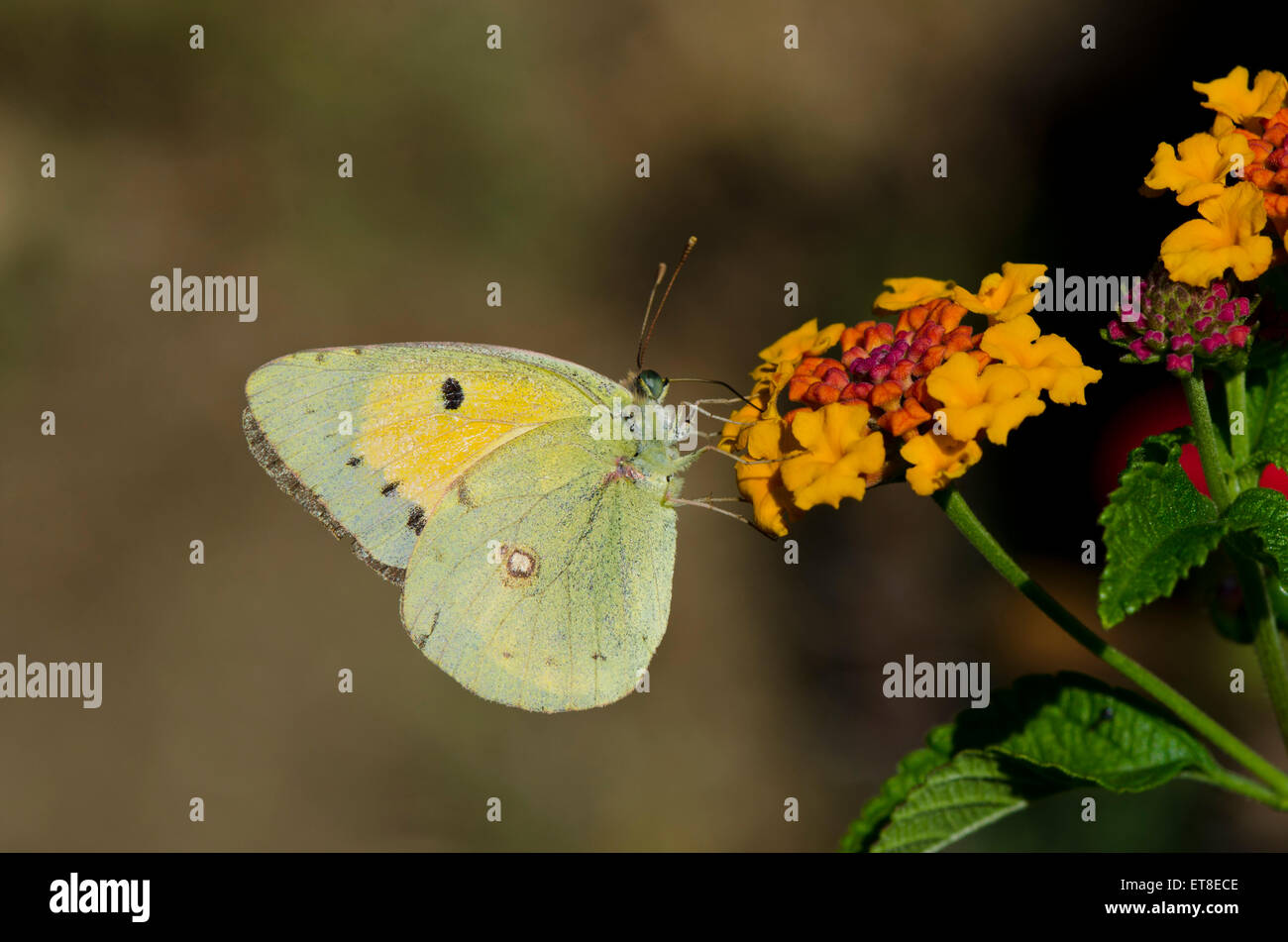 Dark Clouded Yellow or Common Clouded Yellow, butterfly, Colias croceus on Lantana camara, Spain. Andalusia. Stock Photo