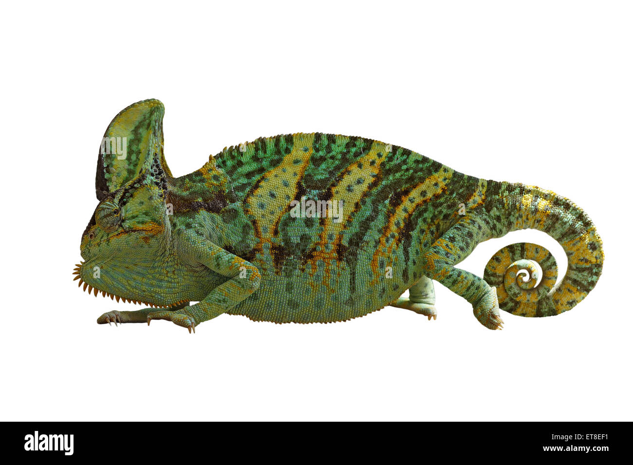 chameleon or calyptratus  isolated on white background Stock Photo