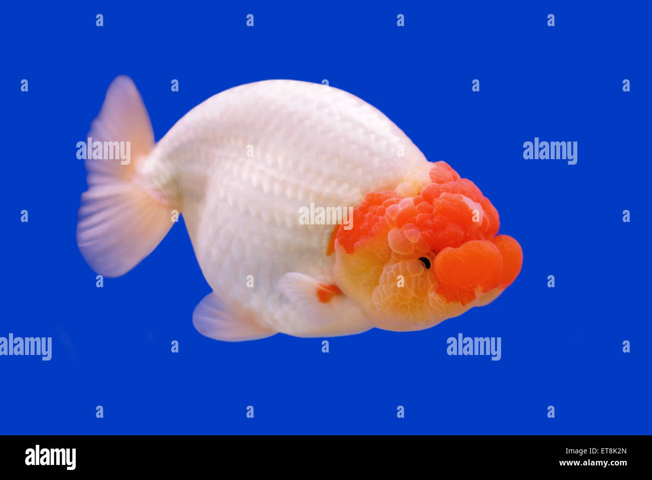 beautiful ranchu or lion head goldfish in fish tank Stock Photo - Alamy