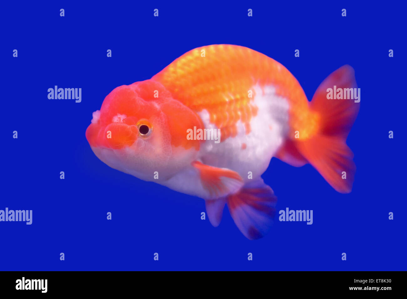 beautiful ranchu or lion head goldfish in fish tank Stock Photo