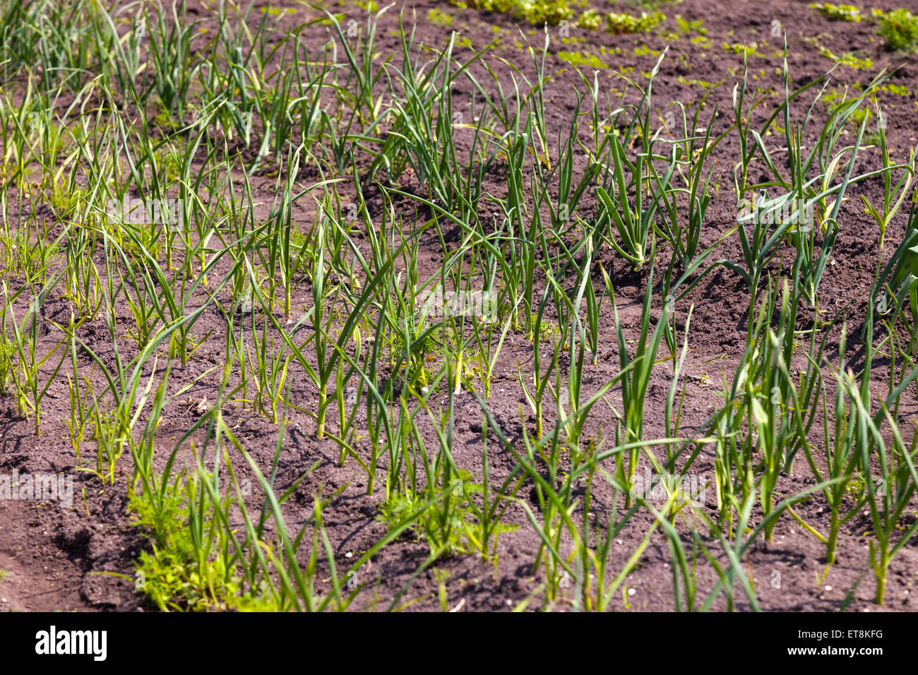 Chives and garlic in a vegetable garden Stock Photo Alamy