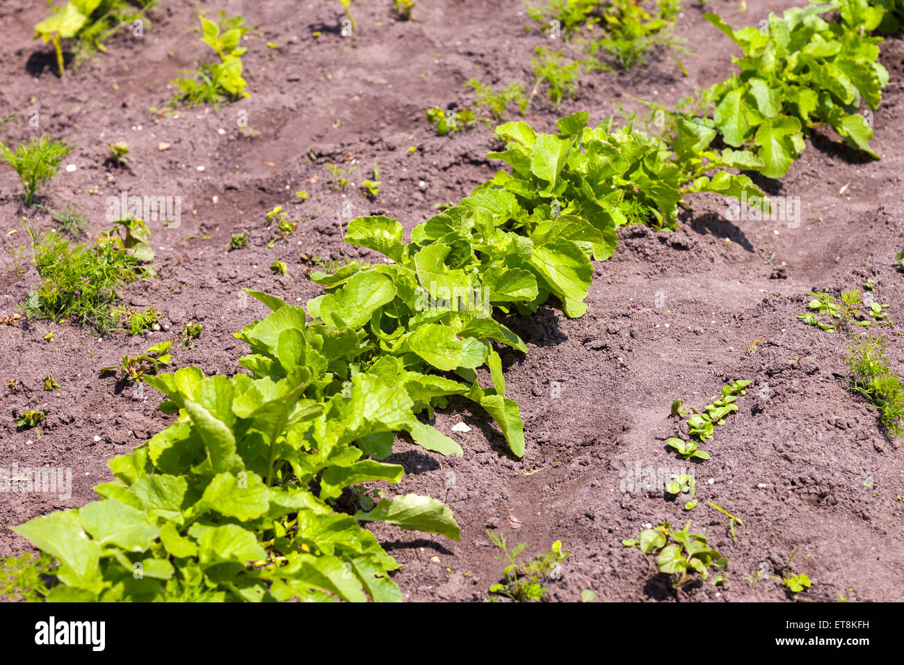 Radish and dill in a vegetable garden. Stock Photo