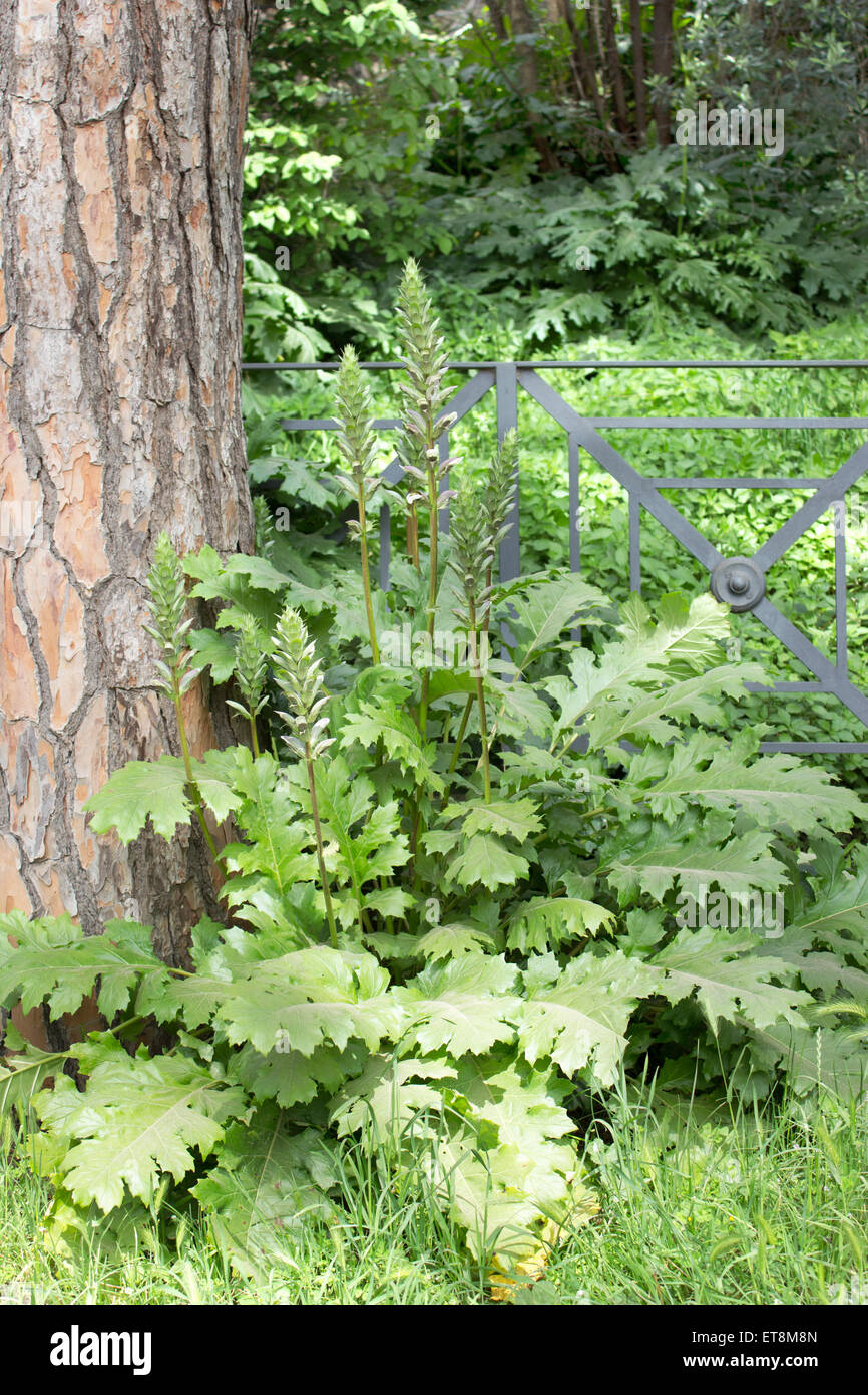 acanthus plant  under a tree Stock Photo