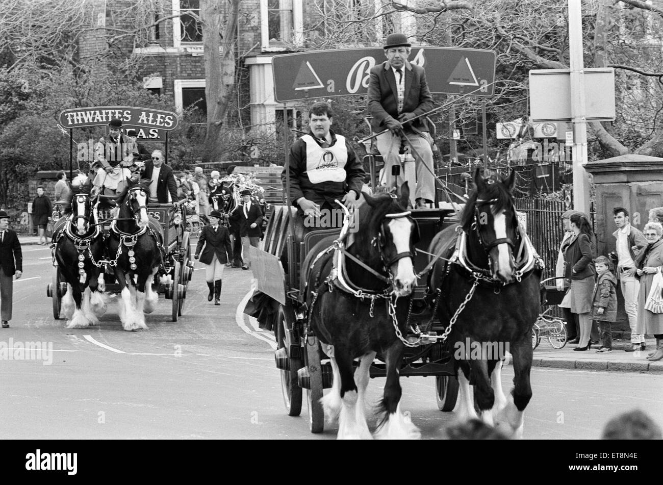 Liverpool May Horse Parade, 10th May 1986. The heavy horses of Bass and Thwaites Breweries, thunder past Princes Park entrance, on their way to the city centre. Stock Photo