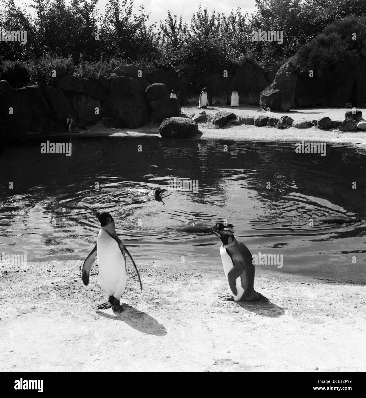 Penguins at Edinburgh Zoo, Scotland. 22nd August 1954. Stock Photo