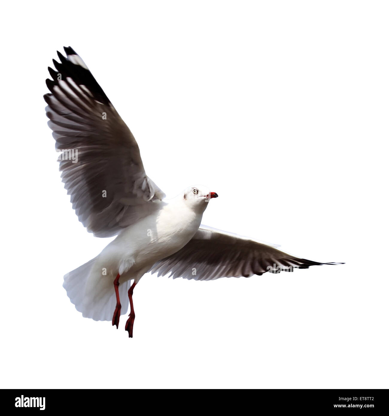 flying seagull isolated on white background Stock Photo