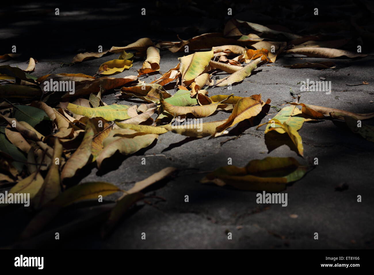 Leaves on ground light hi-res stock photography and images - Alamy