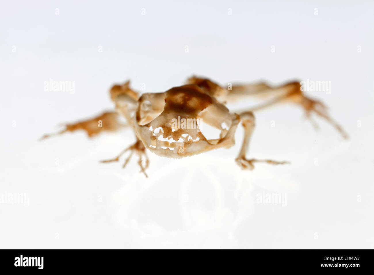 Berlin, Germany, skeleton of a common frog Stock Photo