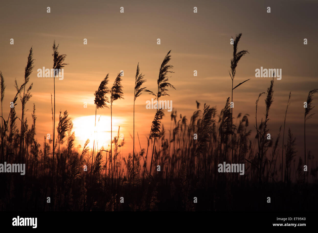 Rising sun in background hi-res stock photography and images - Alamy