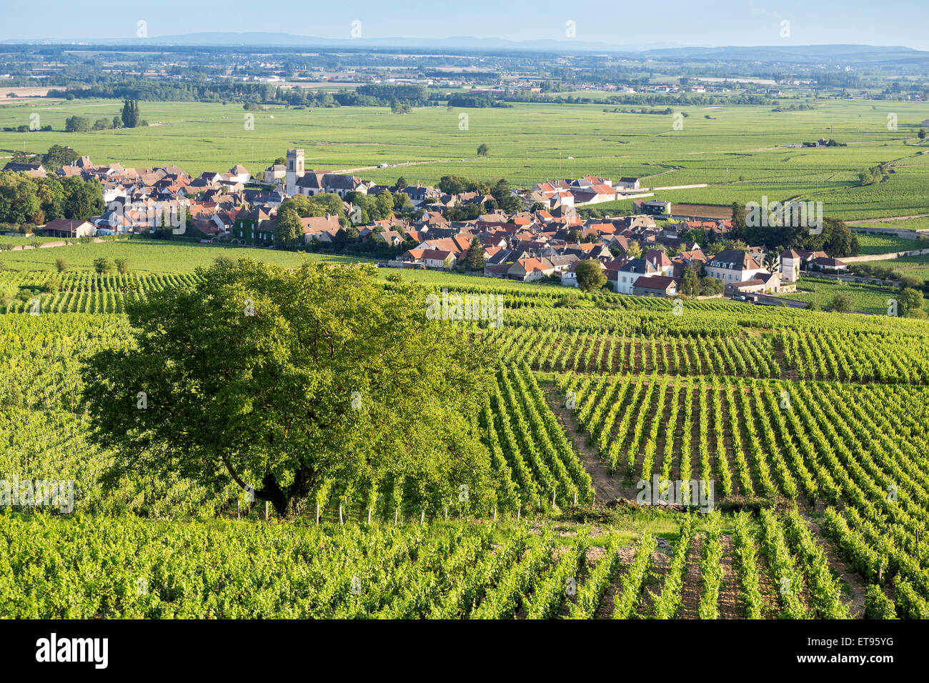Grand cru and premier cru vineyards in Cote de Beaune, Burgundy, France