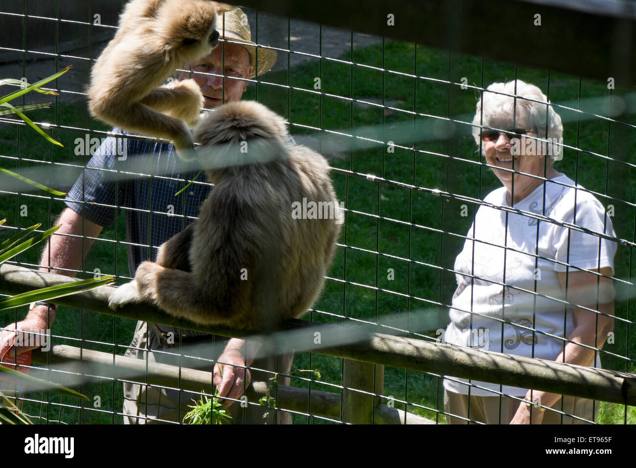 Visitor looking at monkey in zoo cage Stock Photo