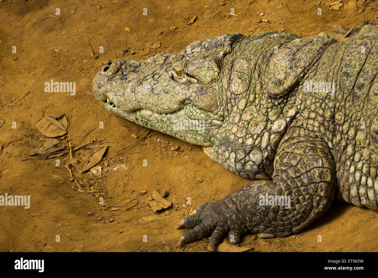 Closed up of crocodile's skin in dark navy blue colour. It is a shell from  above the Nile crocodile,wildlife photo in Senegal, Africa. It is natural t  Stock Photo - Alamy