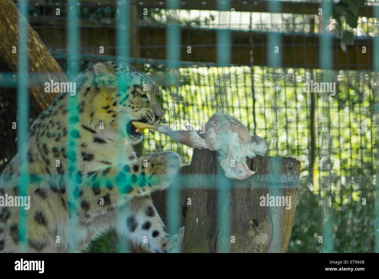 Captive Leopard eating chicken zoo feeding time Stock Photo Alamy