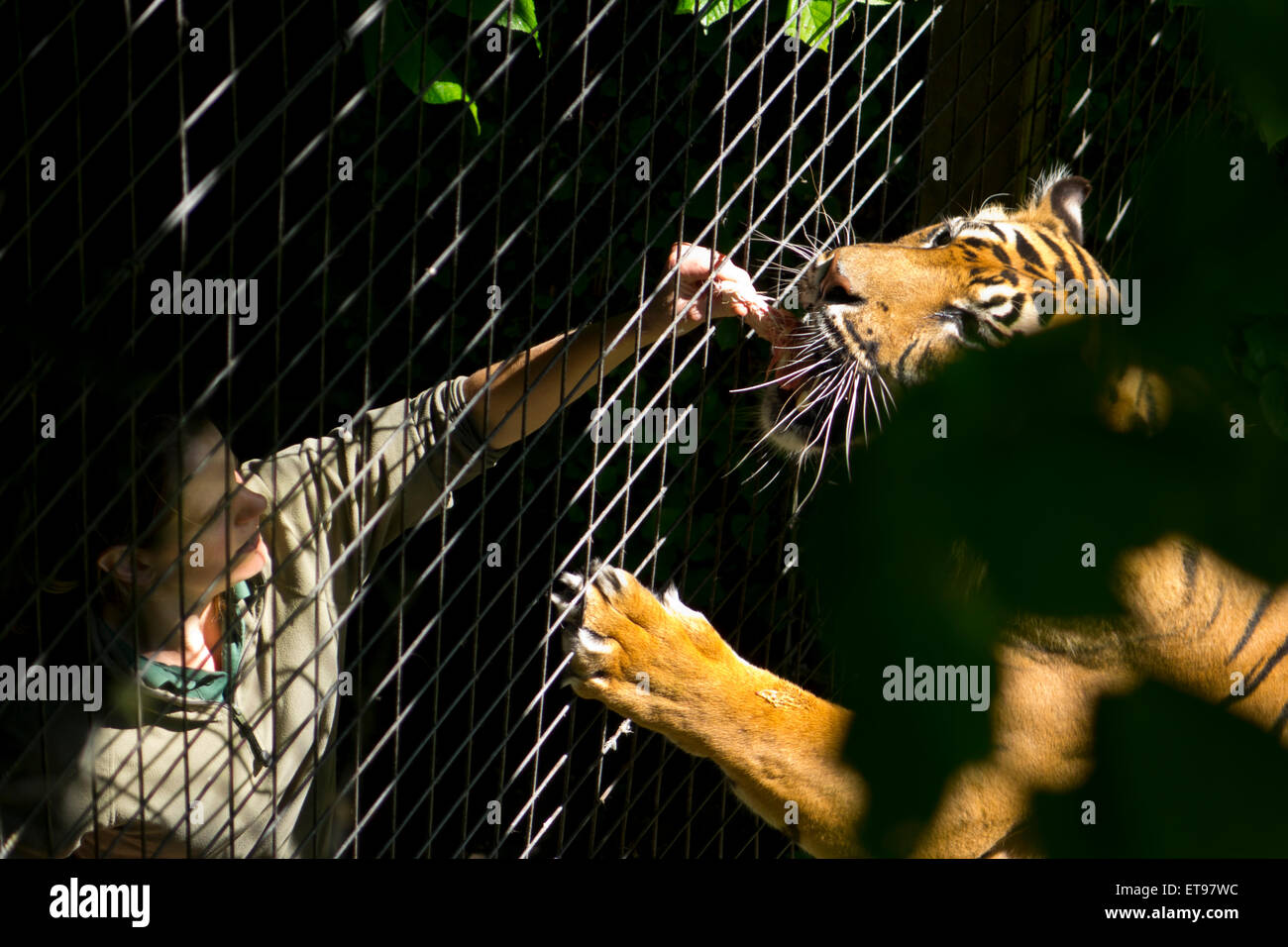 Captive tiger hand feed zoo keeper feeding time cage Stock Photo - Alamy