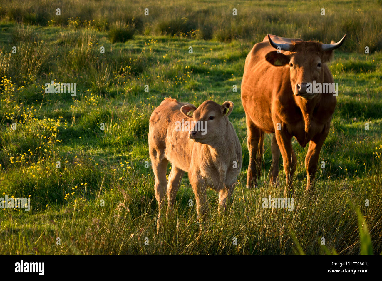 jersey cow with calf Stock Photo Alamy