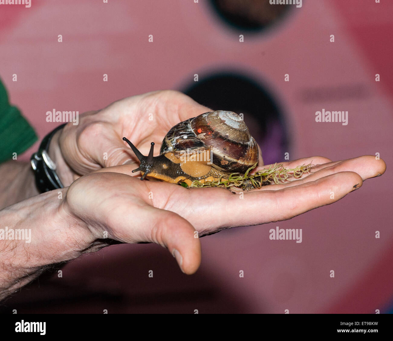 Vietnamese Magnolia snail during the annual stock take at London Zoo. Featuring Magnolia Snail