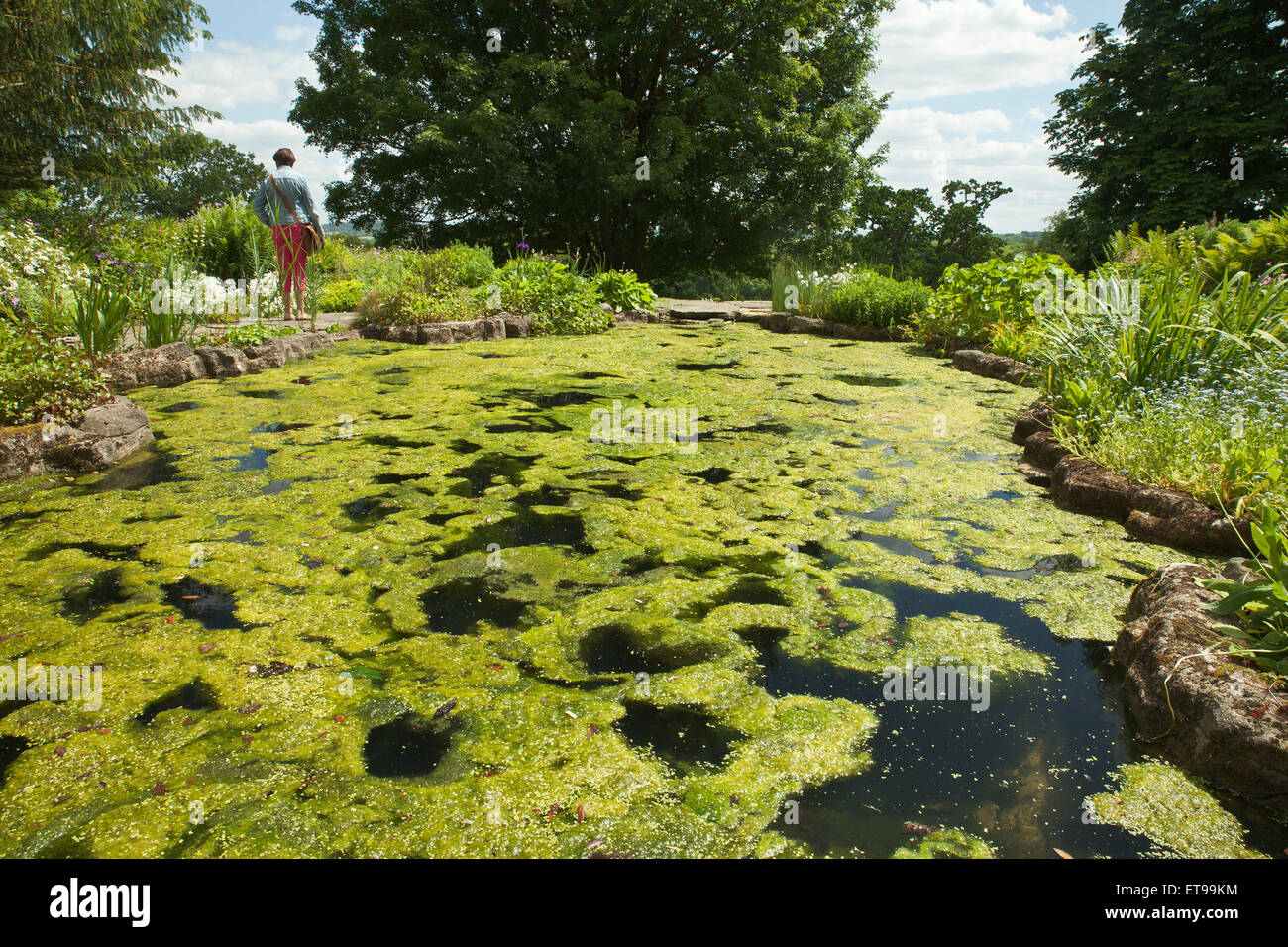Algal bloom smothering a garden pond. Stock Photo