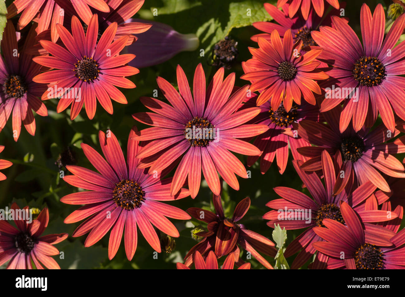 Osteospermum Flowers Osteospermums African Daisies Stock Photo Alamy