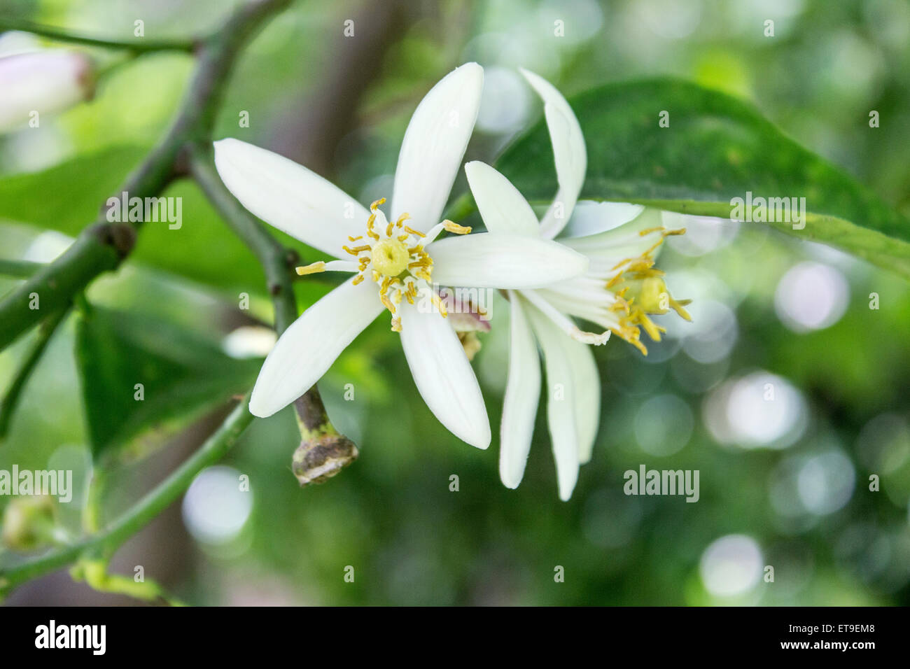Citrus tree with flowers Stock Photo Alamy